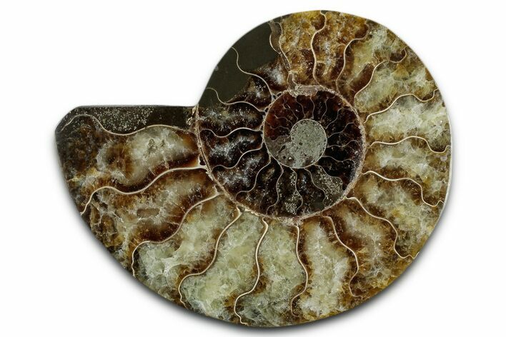 Cut & Polished Ammonite Fossil (Half) - Madagascar #349058